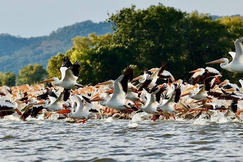 American White Pelican Migration by Larry Palmer / U.S. Fish and Wildlife Service - Midwest Region is licensed under CC BY-NC-ND 2.0.